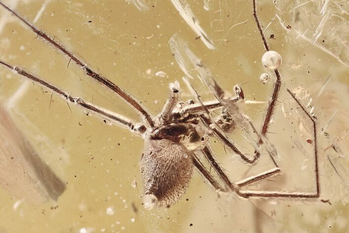 Detailed Fossil Spider and Ant In Baltic Amber #346383